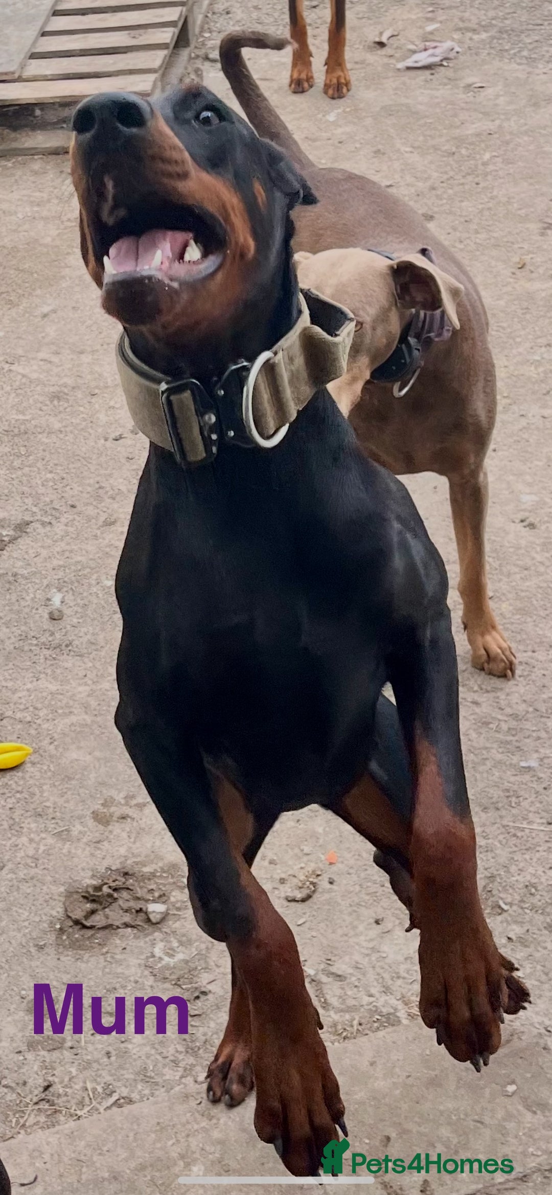 Dobermann dogs for sale: European Doberman puppies - Image 10