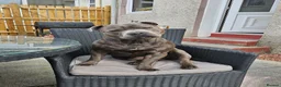 Staffordshire Bull Terrier dogs for sale: Staffordshire bull terrier puppies for sale in Kilmarnock - Advert 21