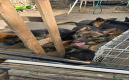 German Shepherd dogs for sale: German shepherd  - Image 7