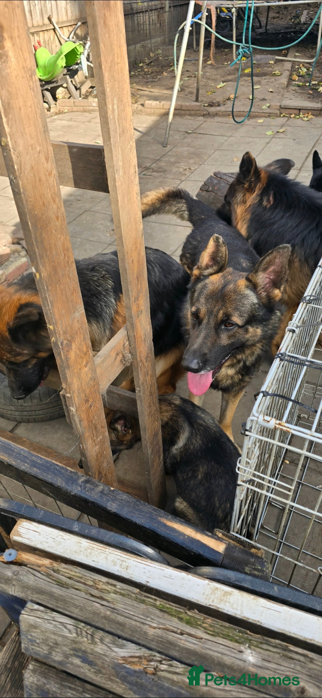 German Shepherd dogs for sale: German shepherd  - Image 7