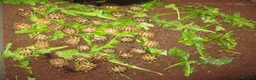 Hermann Tortoise reptiles for sale: Baby Hermann & Spur-thigh Tortoises for sale - Advert 9