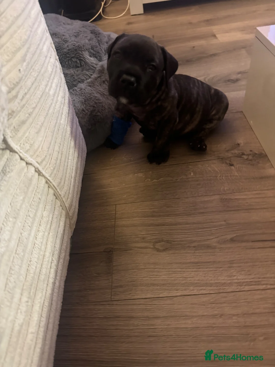Presa Canario dogs for sale: Presa Canario  - Advert 2