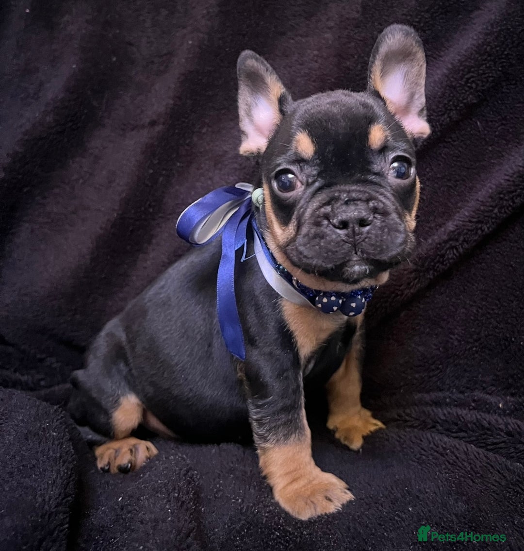 French Bulldog dogs for sale: French Bulldogs Ready to Leave  - Image 5