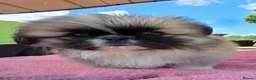 Pekingese dogs for sale: KC Registered Pekingese Puppies top quality  - Advert 21
