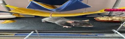 Rat rodents for sale: 2 Beautiful female rats looking to join a mischief in Sheerness - Advert 6