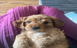 Cavapoo dogs for sale: King Charles Cavalier x Cavapoo - Image 5
