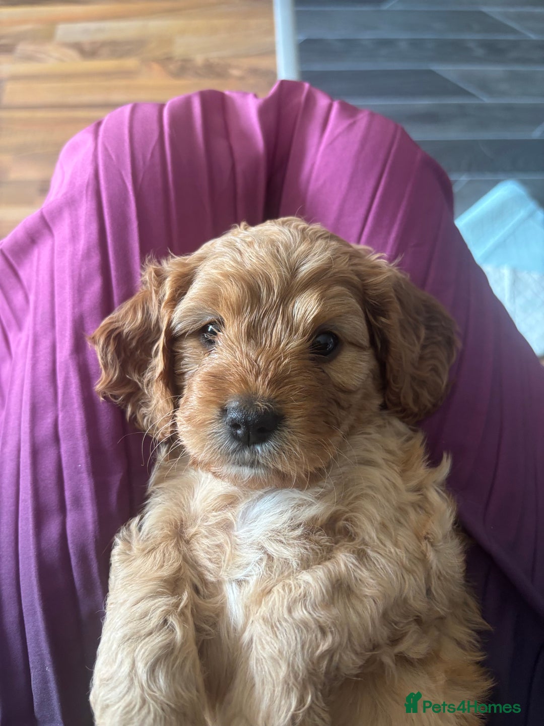 Cavapoo dogs for sale: King Charles Cavalier x Cavapoo - Image 5
