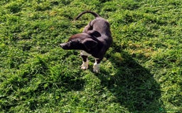 Mixed Breed dogs for sale: Bouncy beautiful puppies  - Image 10