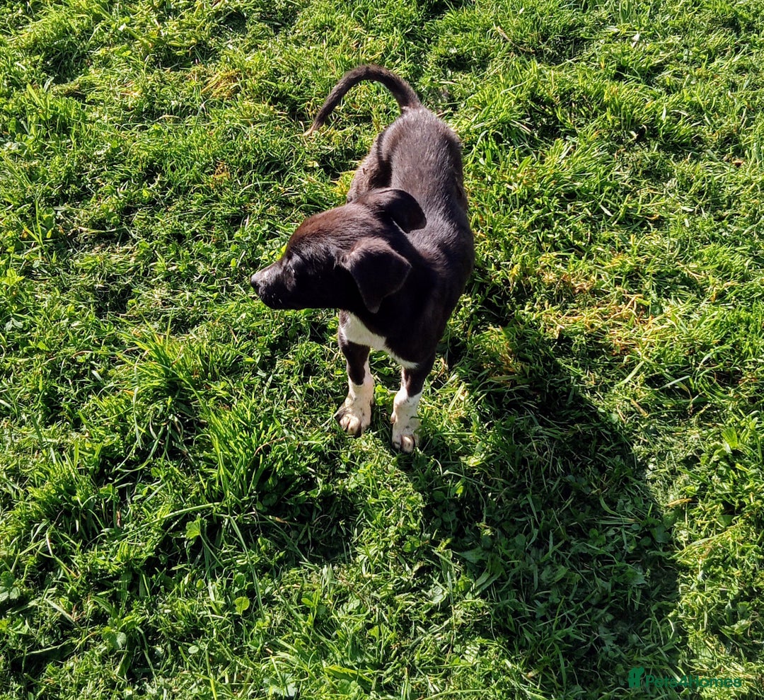 Mixed Breed dogs for sale: Bouncy beautiful puppies  - Image 10