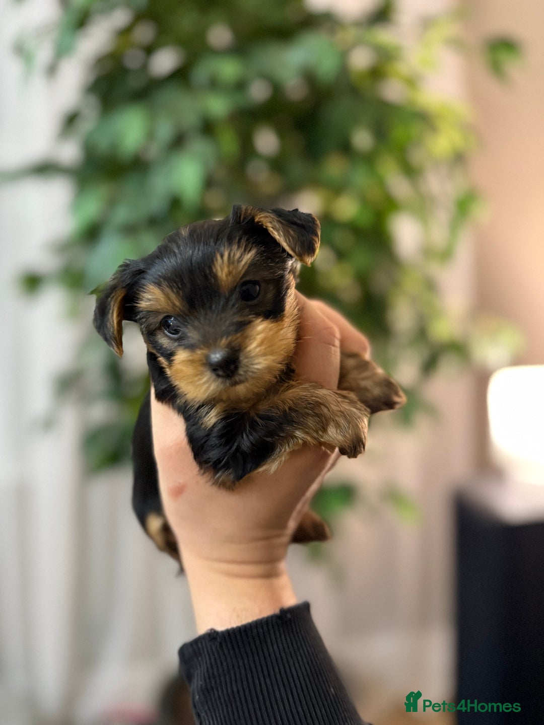 Yorkshire Terrier dogs for sale: Yorkshire Terrier Puppy – Boy - Advert 1