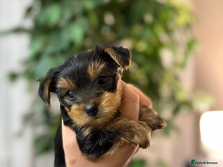 Yorkshire Terrier dogs Yorkshire Terrier Puppy – Boy - Advert 2