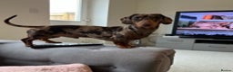 Dachshund dogs for stud: Miniature Dachshund Stud Kc registered & Pra clear in Stowmarket - Advert 9