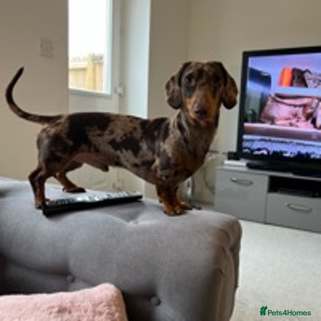 Dachshund dogs for stud: Miniature Dachshund Stud Kc registered & Pra clear in Stowmarket - Image 9