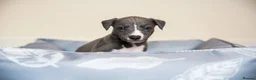Whippet dogs for sale: KC Reg Whippet Pups-Heart Tested Clear Parents - Advert 23