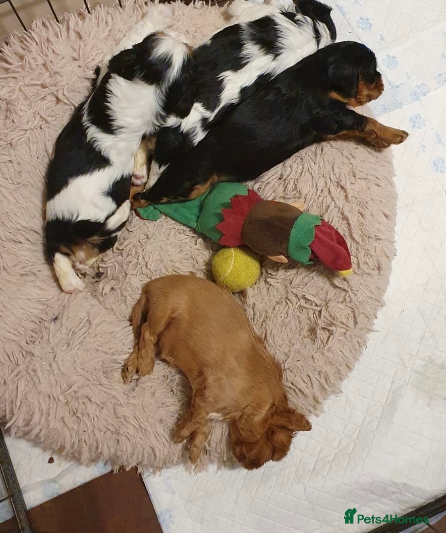 Cavalier King Charles Spaniel dogs Beautiful King Charles cavalier  - Advert 1