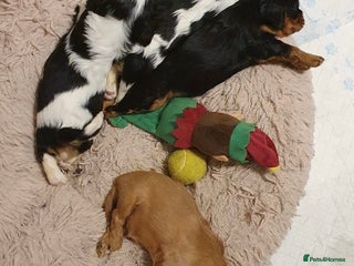 Cavalier King Charles Spaniel dogs Beautiful King Charles cavalier - Advert 1