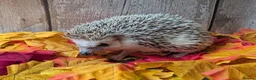 Pygmy Hedgehog rodents for sale: Pinto Pygmy hedgehog babies boy & girl ready now in Doncaster - Advert 3