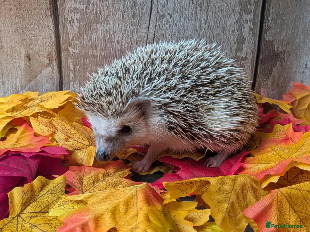 Pygmy Hedgehog rodents for sale: Pinto Pygmy hedgehog babies boy & girl ready now in Doncaster - Advert 3