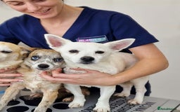 Chihuahua dogs for adoption: Copita - Image 3
