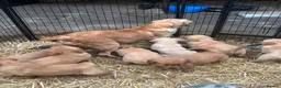 Golden Retriever dogs for sale: Dark Golden Retriever Puppies in Bradford - Advert 2