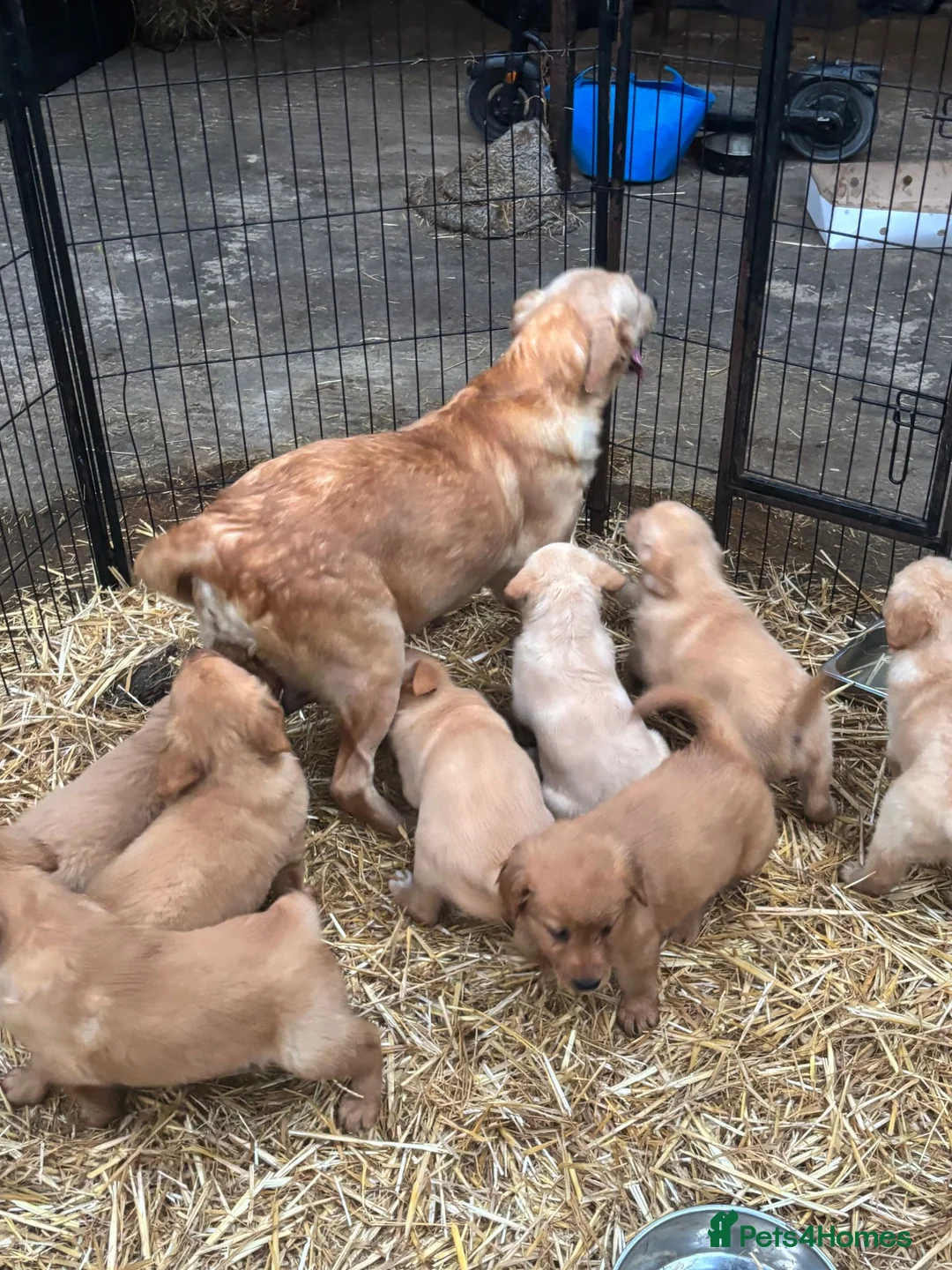 Golden Retriever dogs for sale: Dark Golden Retriever Puppies in Bradford - Advert 2