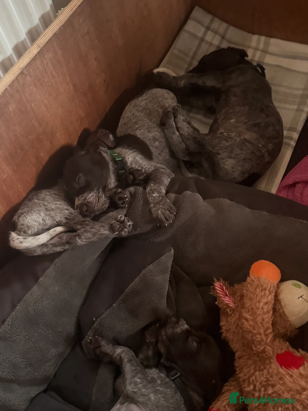 Mixed Breed dogs for sale: German pointers  - Advert 7