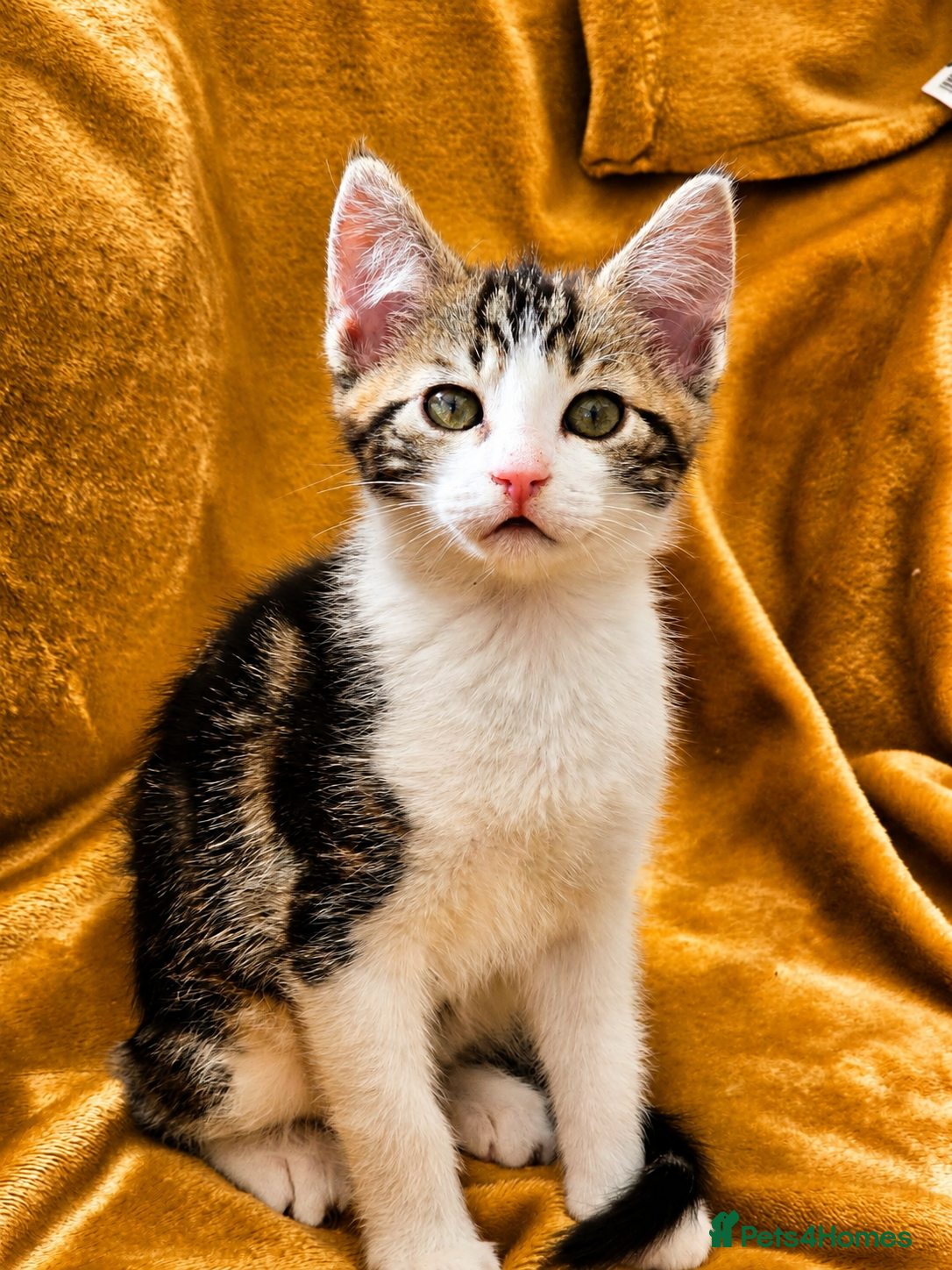 Mixed Breed cats for sale: 5 Beautiful Kittens Who Adore Human Company - Advert 5