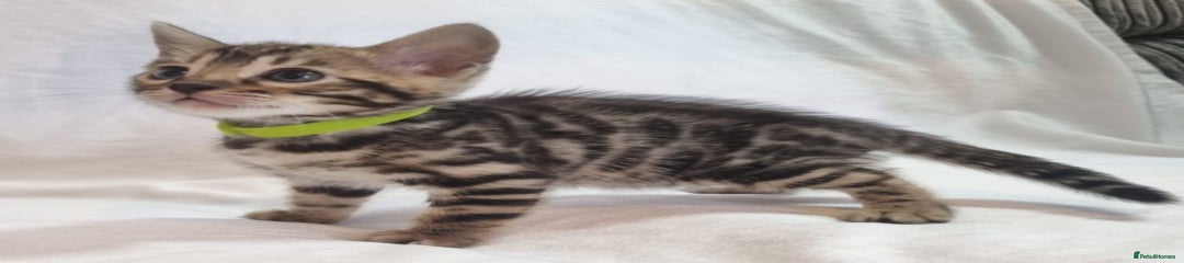 Bengal Kitten 1