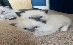 Ragdoll cats for sale: 6 ragdoll kittens  - Image 25