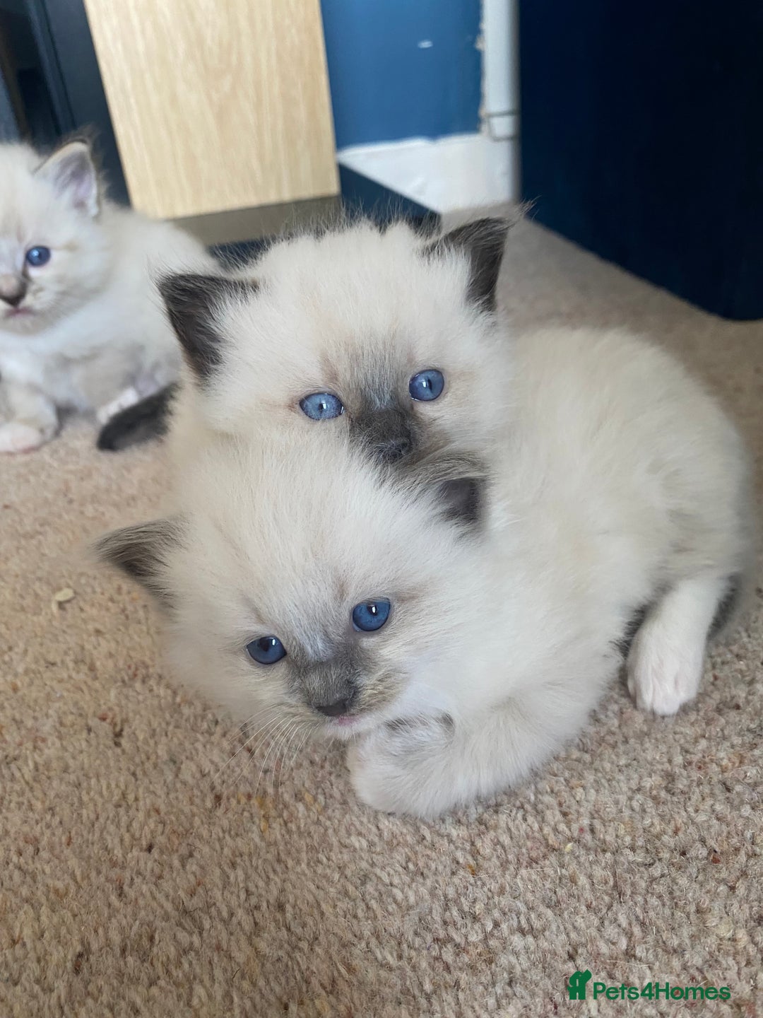 Ragdoll cats for sale: 6 ragdoll kittens  - Image 25