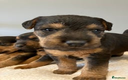 Lakeland Terrier dogs for sale: Beautiful Lakeland Terriers - Image 9