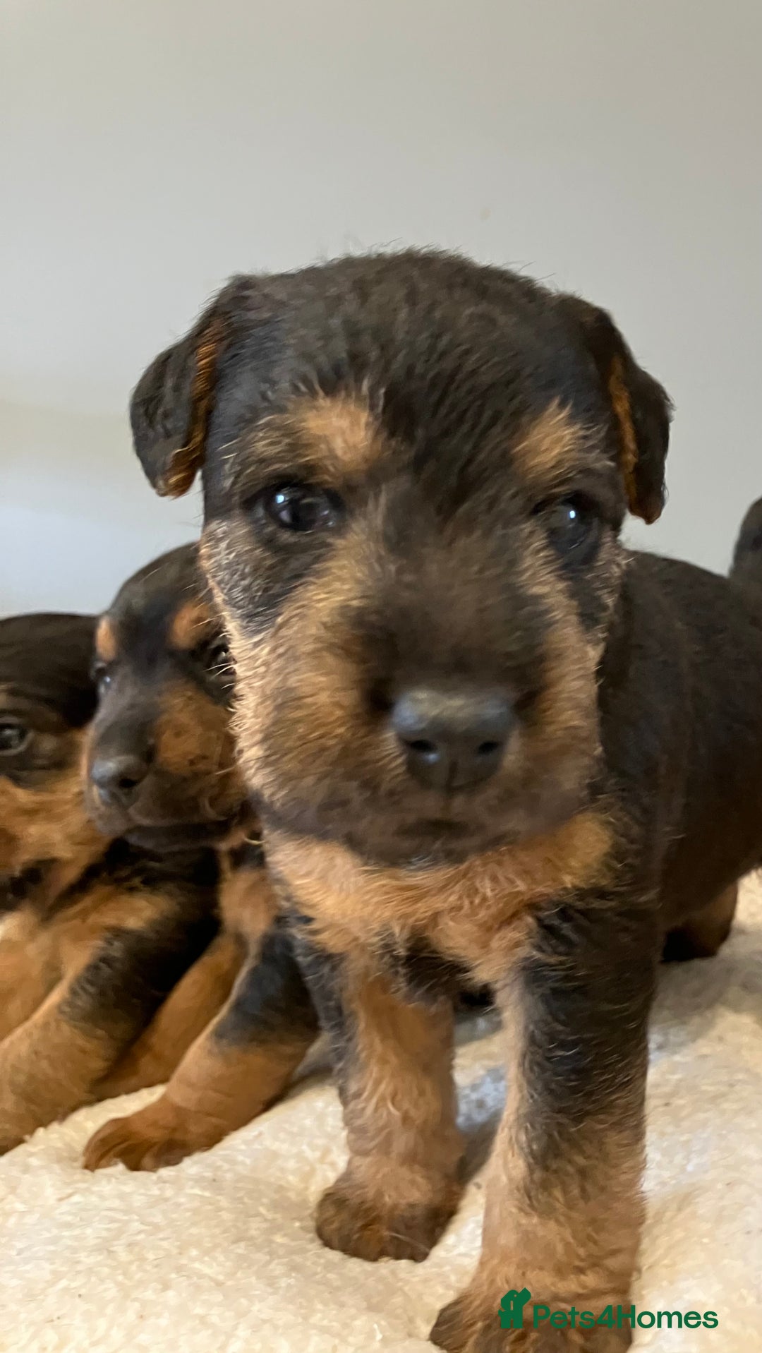 Lakeland Terrier dogs for sale: Beautiful Lakeland Terriers - Image 9