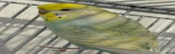 Budgerigars birds for sale: Budgies looking for a loving home  - Advert 6