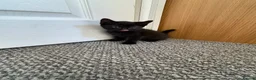 Mixed Breed cats for sale: 4Beautiful kittens looking for their forever home  - Advert 17