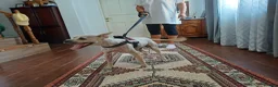 Cockapoo dogs for adoption: 🐾CRIS - Betrayed by the Person He Trusted… in Nottingham - Advert 27