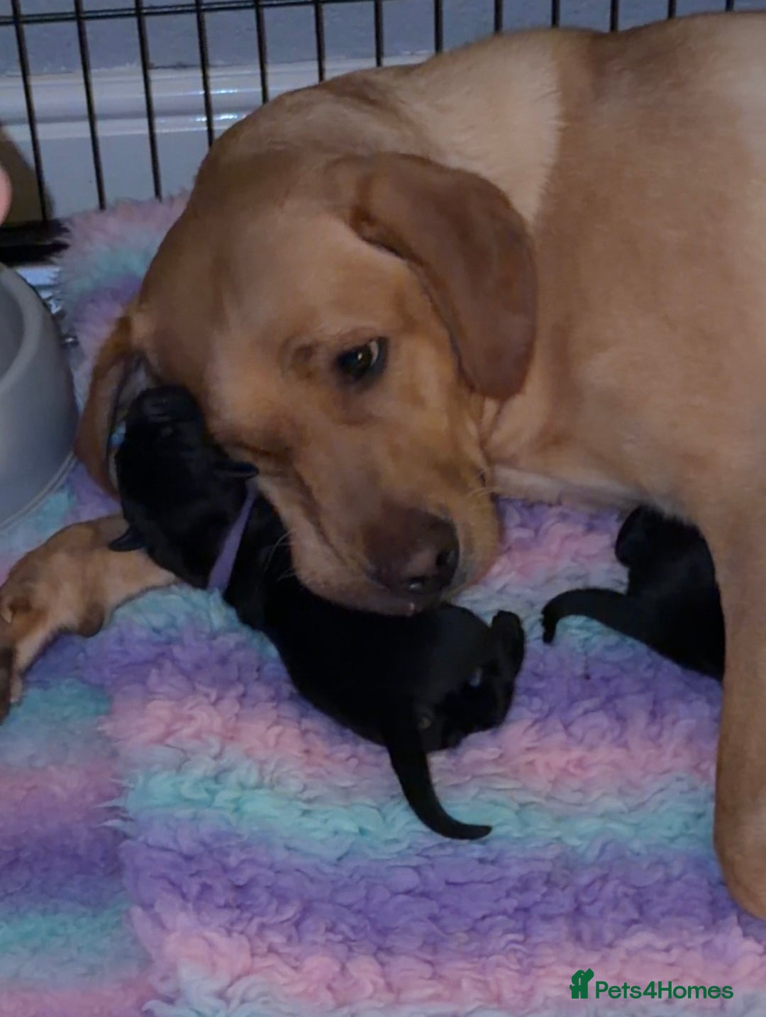 Labrador Retriever dogs for sale: Kc registered Labrador puppies available ⭐️⭐️⭐️⭐️ - Image 6