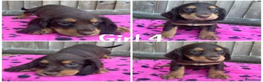 Cocker Spaniel 8