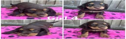 Cocker Spaniel dogs for sale: Cocker spaniel puppies  - Advert 8