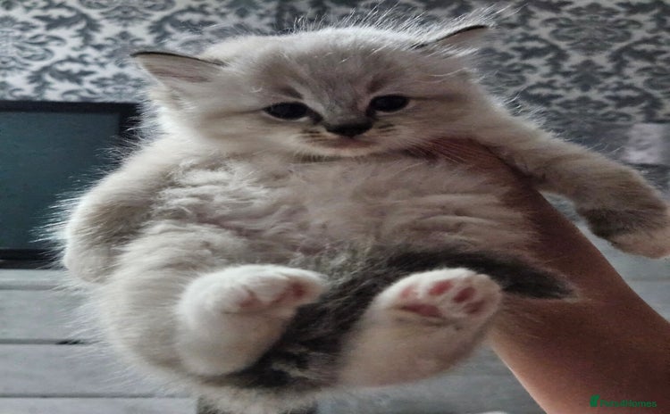 Ragdoll cats - Advert 9