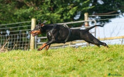 Dobermann dogs for sale: FULLY HEALTH & HEART TESTED KC in Whitland - Image 10