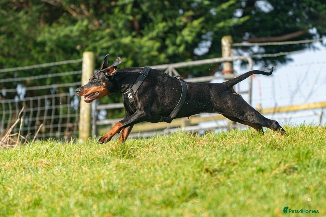Dobermann dogs for sale: FULLY HEALTH & HEART TESTED KC in Whitland - Image 10