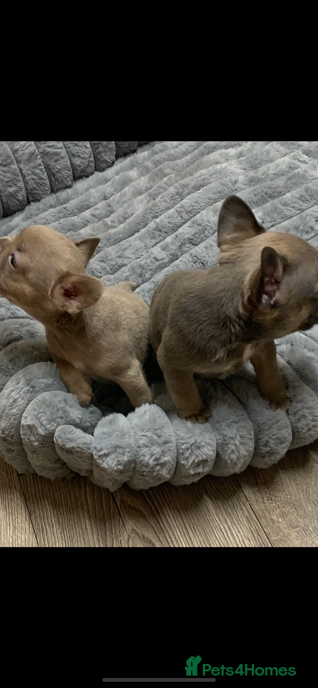 French Bulldog dogs for sale: Fluffy French bulldog newshade Isabella  - Advert 10