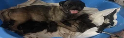 Pug dogs for sale: Pug puppies deposits taken soon ready 25/9 - Advert 4