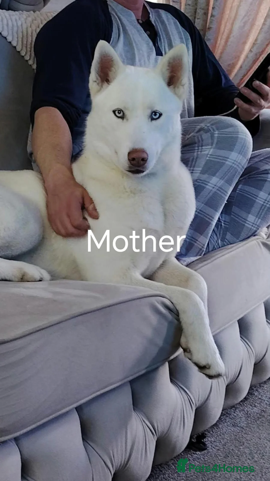 Siberian Husky dogs for sale: Beautiful husky pup for sale  - Advert 2