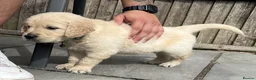Golden Retriever dogs for sale: KC Registered Vet Health Checked Puppies - Advert 25