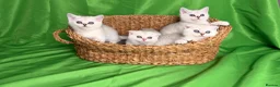 Scottish Fold cats for sale: Scottish fold/straight kittens - Advert 19