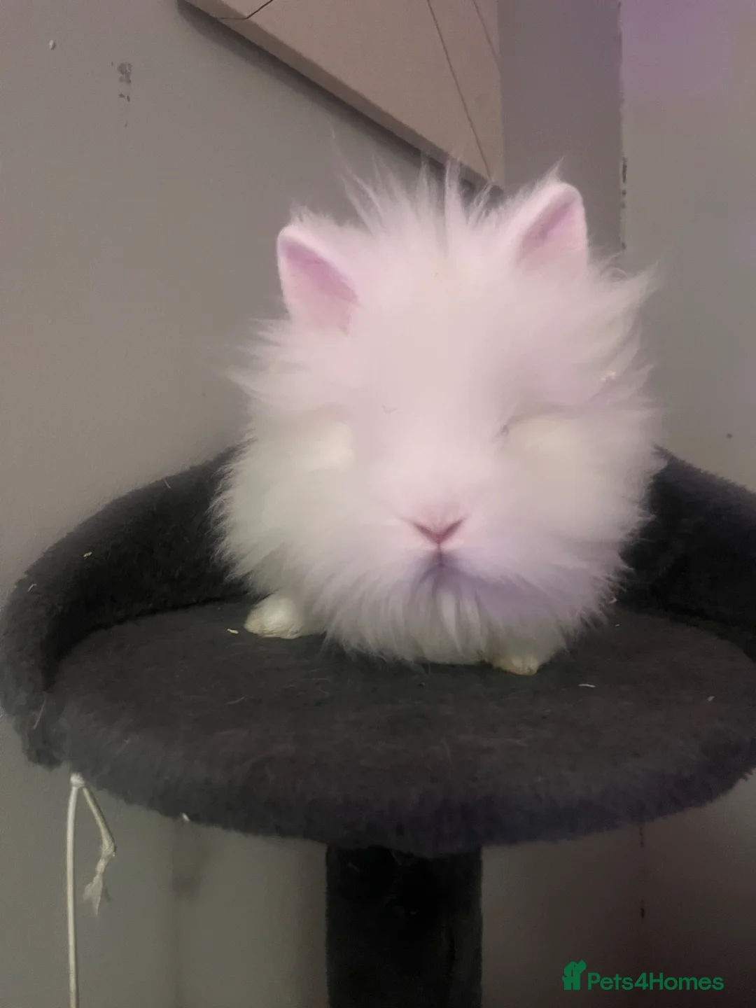 Lionhead rabbits for sale: 2x male lion heads for sale in Hyde - Advert 7