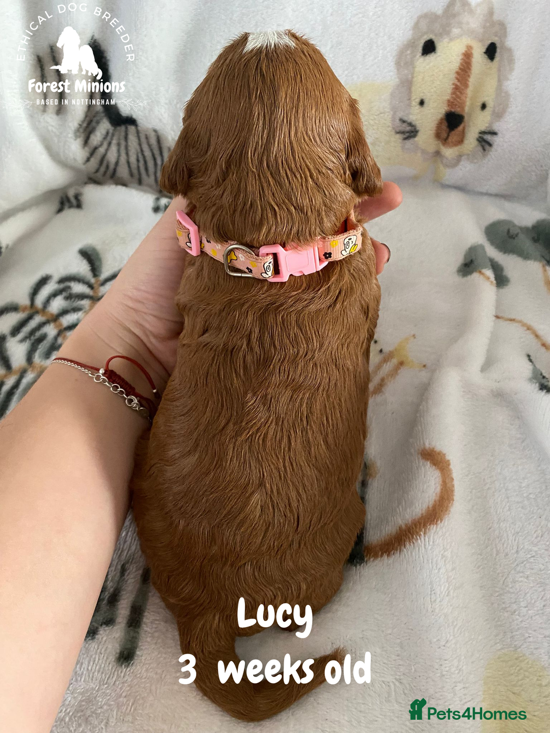 Cockapoo dogs for sale: Beautiful Cockapoo puppies (DNA CLEAR) - Advert 12