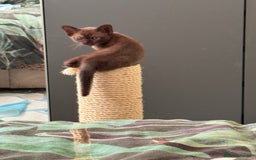Burmese cats for sale: Burmese Kittens For Sale - Advert 3