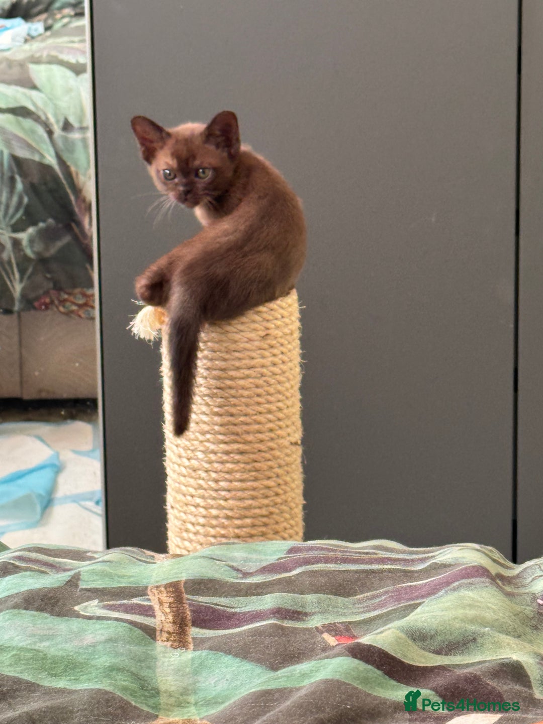 Burmese cats for sale: Burmese Kittens For Sale - Advert 3
